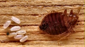 get rid of bed bugs on your own
